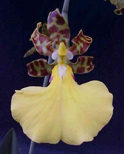 Oncidium splendidum 